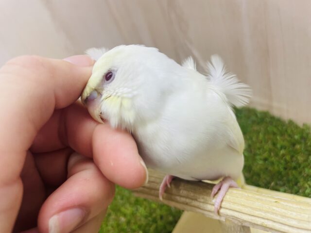羽衣セキセイインコ