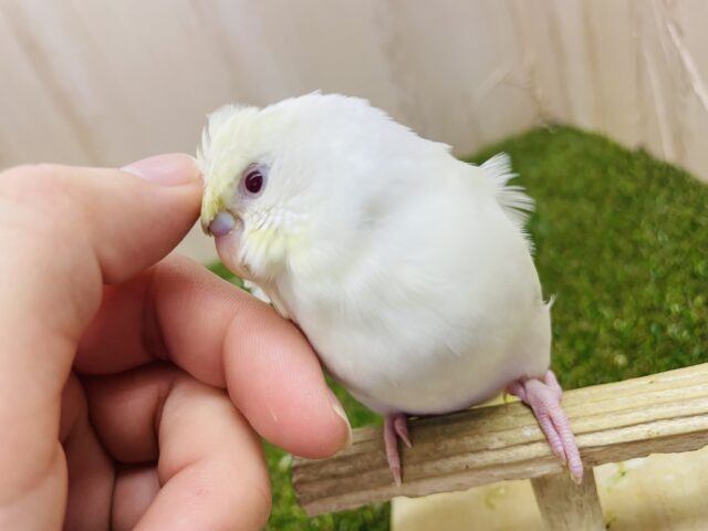 羽衣セキセイインコ