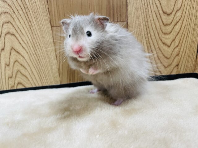 ゴールデンハムスター