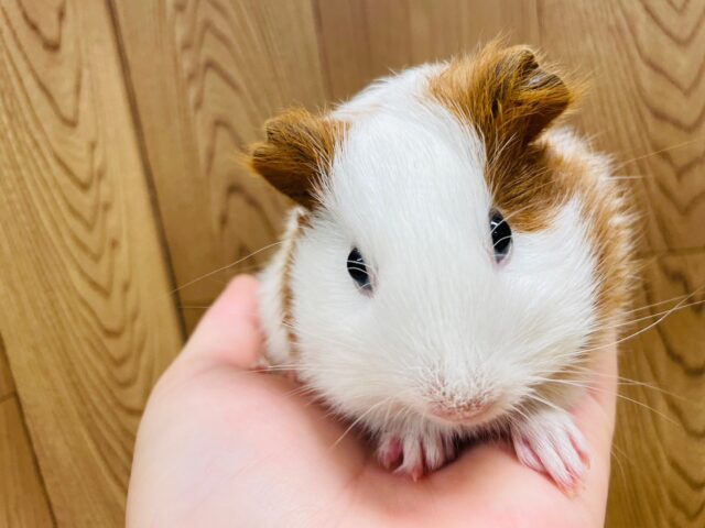 イングリッシュモルモット