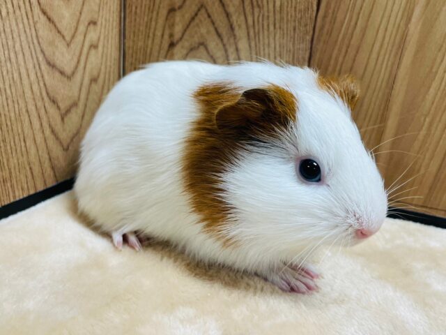 イングリッシュモルモット