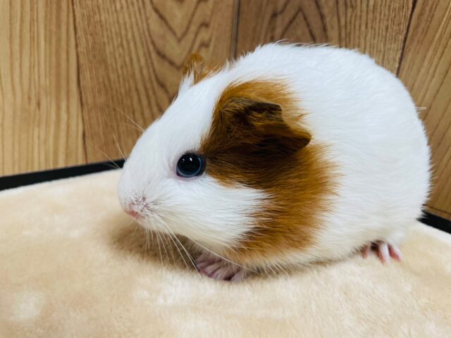 イングリッシュモルモット