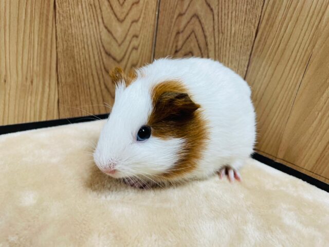 イングリッシュモルモット