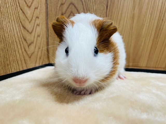 イングリッシュモルモット