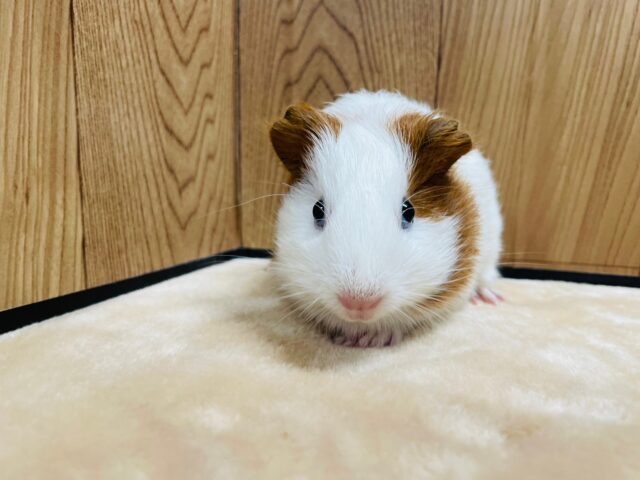 イングリッシュモルモット