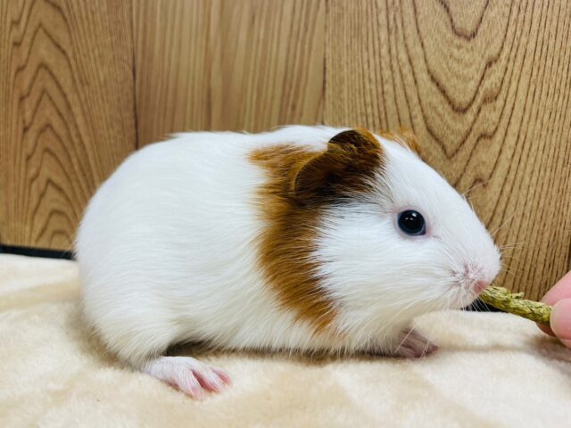 イングリッシュモルモット