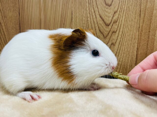 イングリッシュモルモット