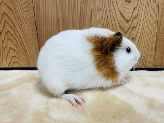 イングリッシュモルモット