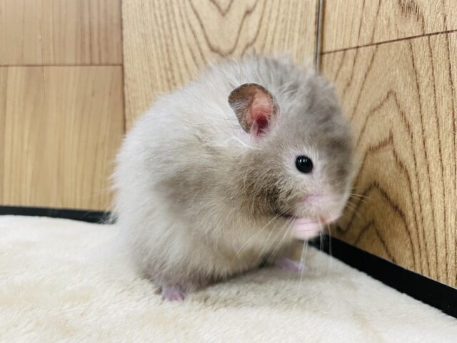 ゴールデンハムスター