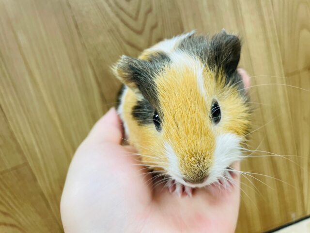 イングリッシュモルモット