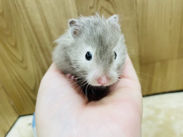 ゴールデンハムスター