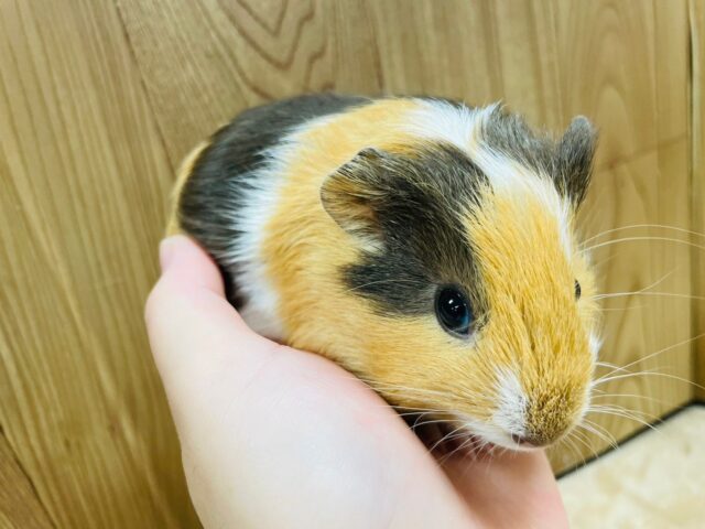 イングリッシュモルモット