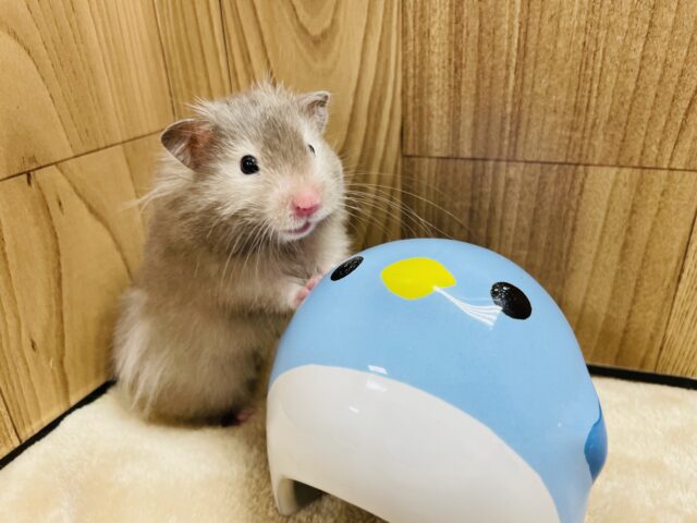 ゴールデンハムスター