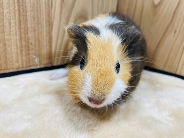 イングリッシュモルモット