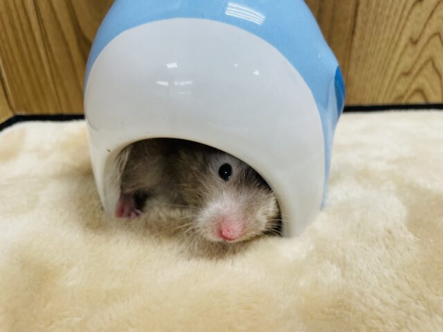 ゴールデンハムスター