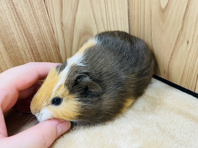 イングリッシュモルモット