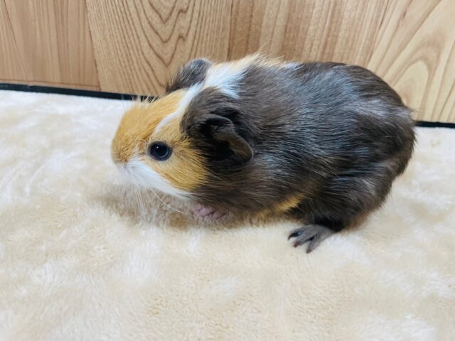 イングリッシュモルモット