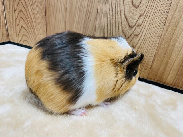 イングリッシュモルモット