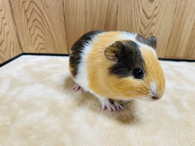 イングリッシュモルモット