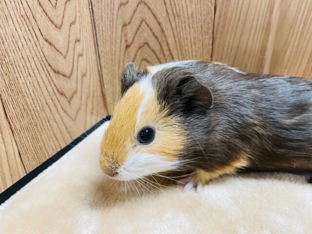 イングリッシュモルモット