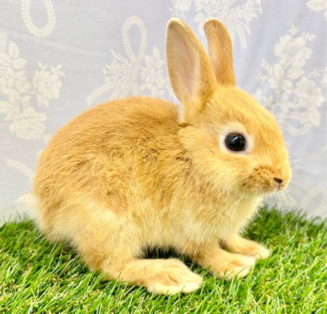 ネザーランドドワーフ