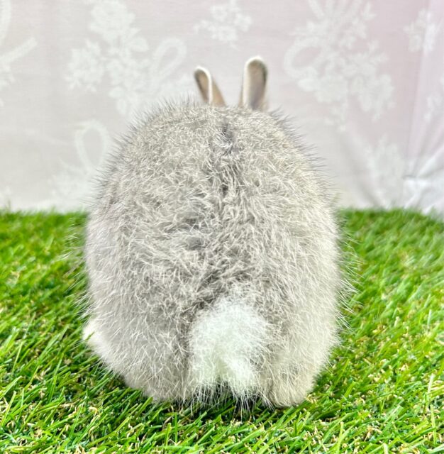 ネザーランドドワーフ