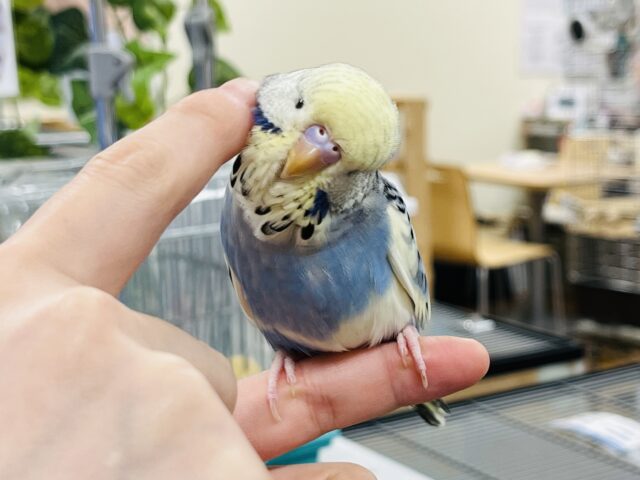 ジャンボセキセイインコ