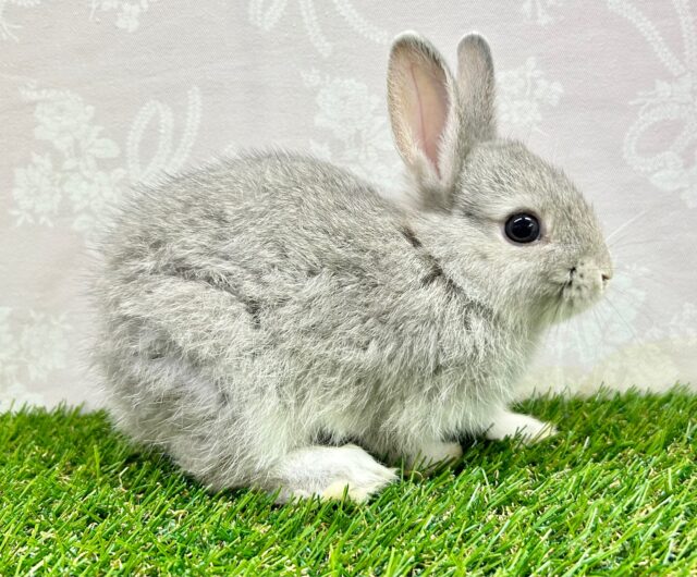 ネザーランドドワーフ