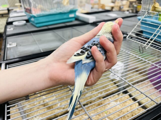 ジャンボセキセイインコ