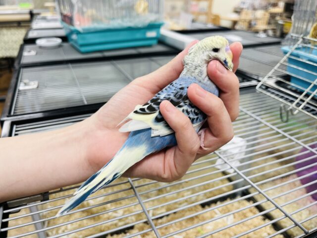 ジャンボセキセイインコ
