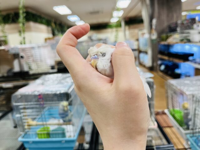 羽衣セキセイインコ