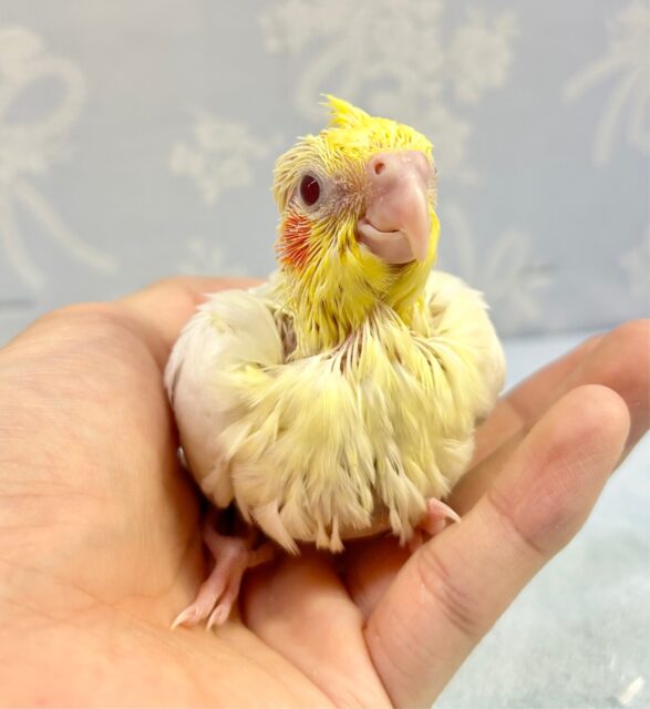 オカメインコ