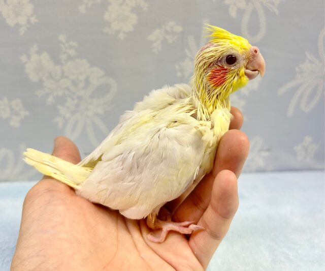 オカメインコ
