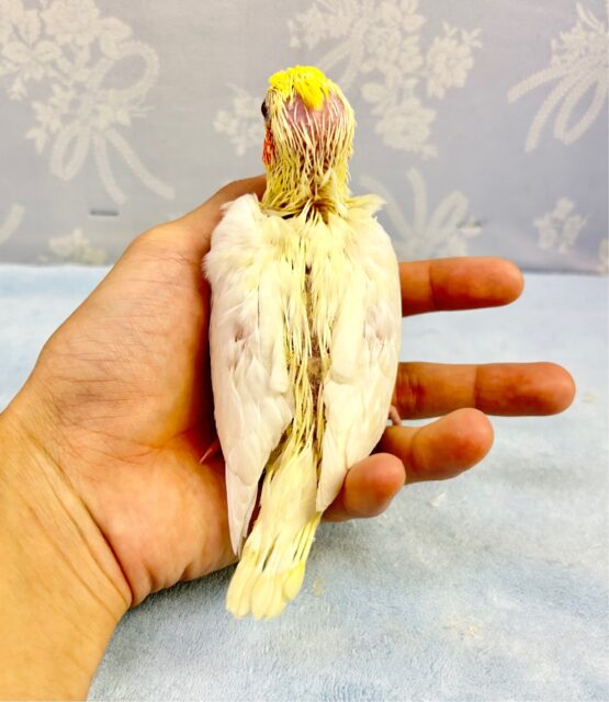 オカメインコ