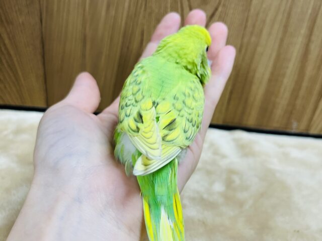 セキセイインコ
