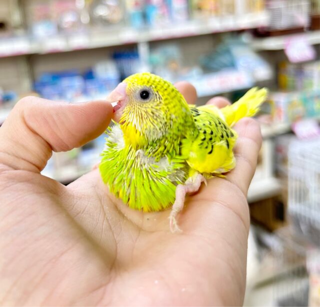 ❣️最新画像あります❣️これからのお楽しみ❣️セキセイインコ(パイド) 2023年8月生まれ セキセイインコ