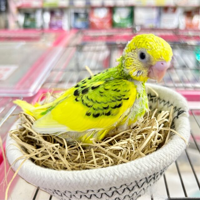セキセイインコ