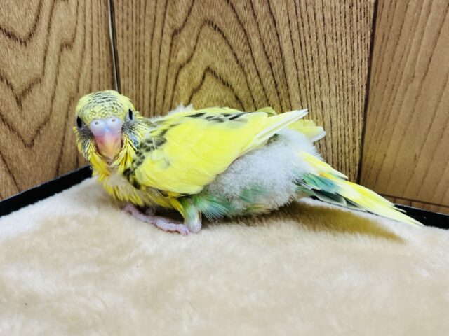 セキセイインコ