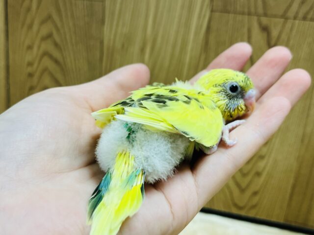 セキセイインコ