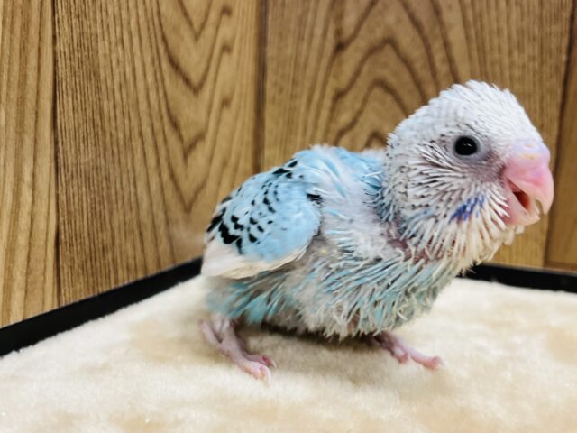 セキセイインコ