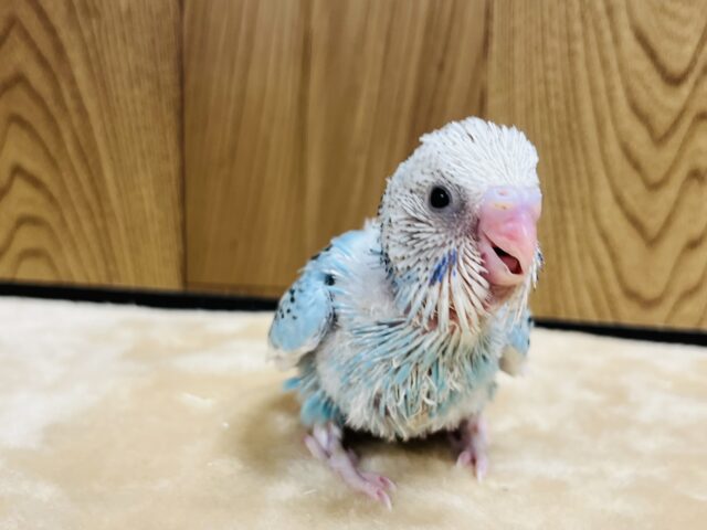 セキセイインコ