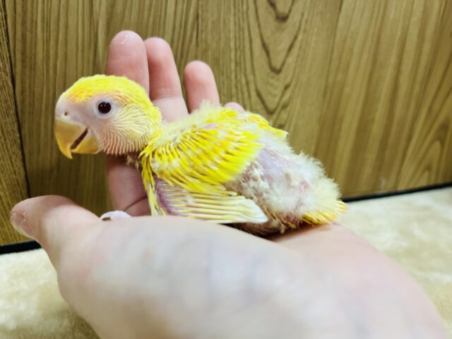 コザクラインコ（小桜インコ）