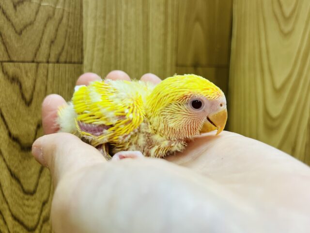 コザクラインコ（小桜インコ）