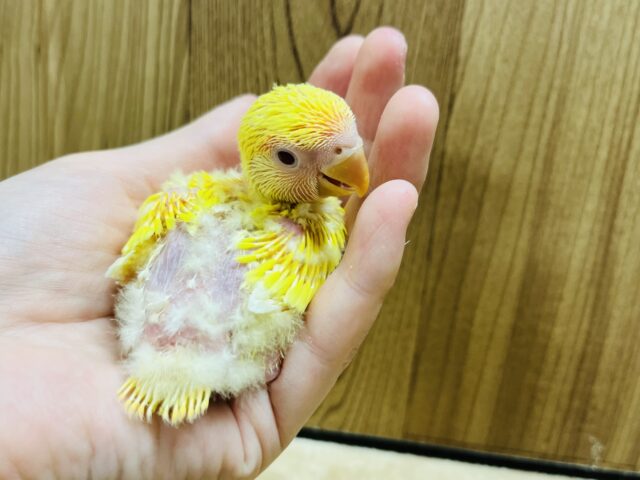 コザクラインコ（小桜インコ）