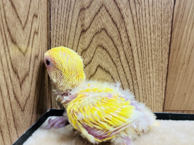 コザクラインコ（小桜インコ）