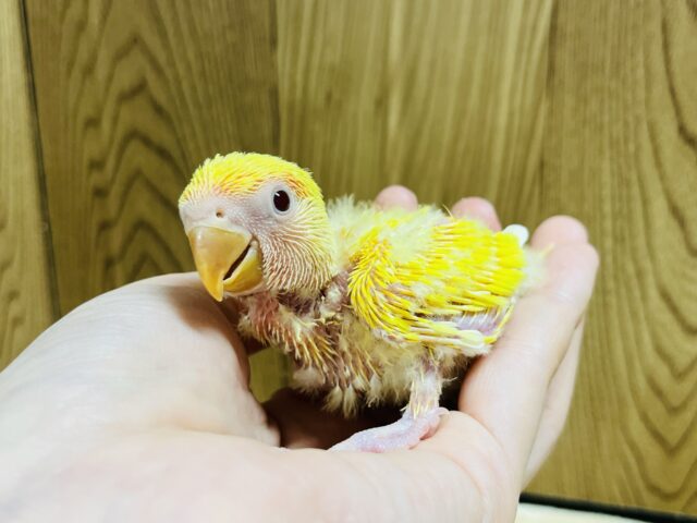 コザクラインコ（小桜インコ）