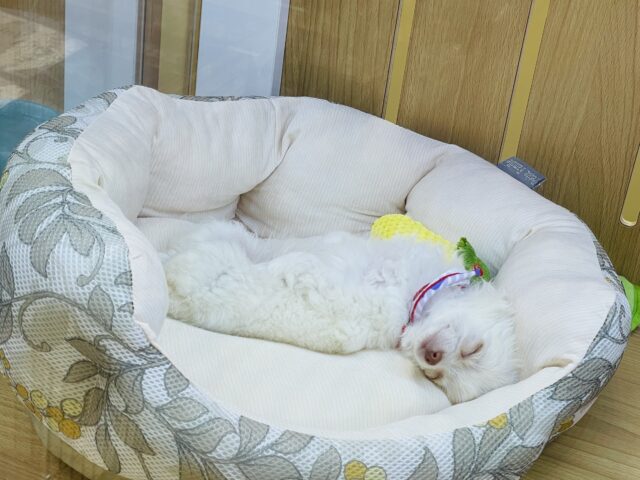 激カワ天使👼チワワの女の子! チワワ