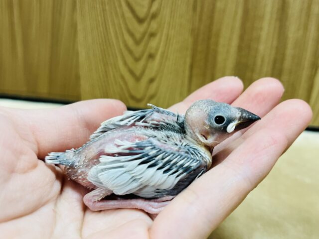 シルバー文鳥
