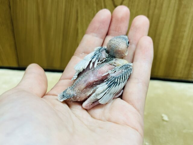 シルバー文鳥