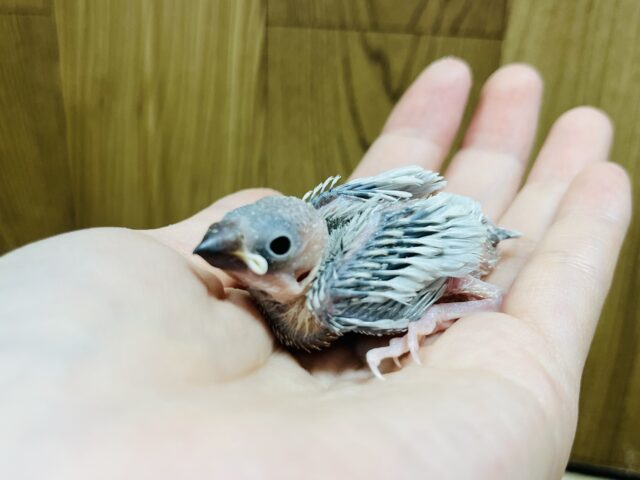 シルバー文鳥